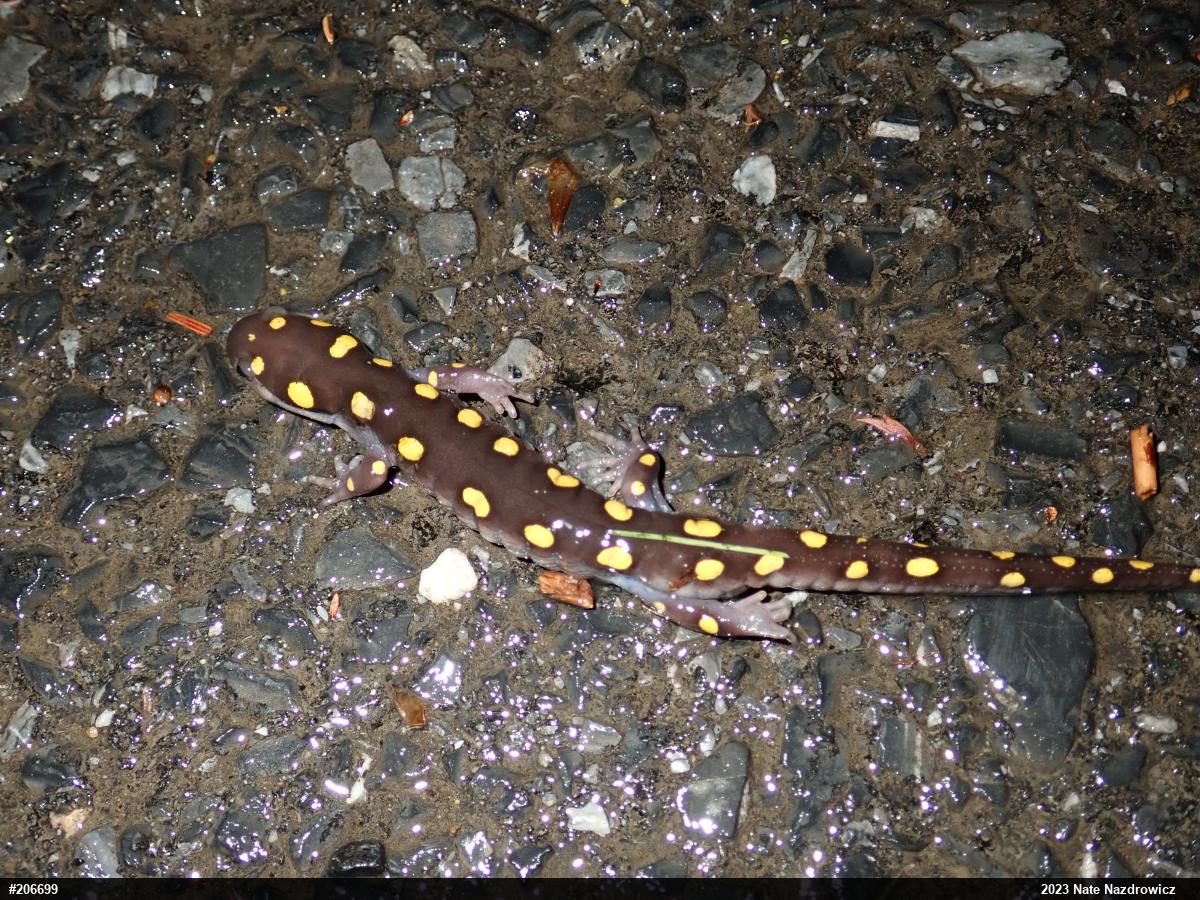 Spotted Salamander