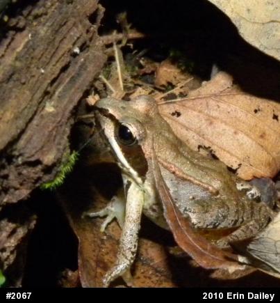 Wood Frog