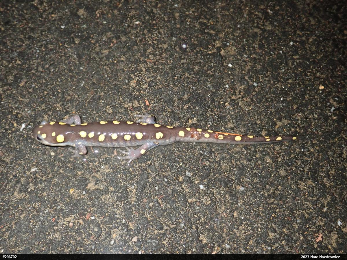 Spotted Salamander