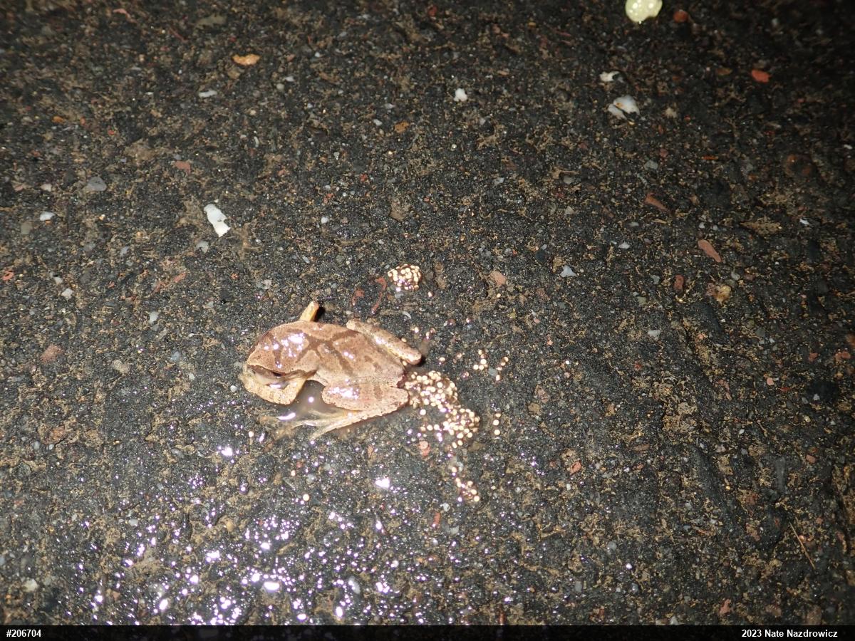 Spring Peeper