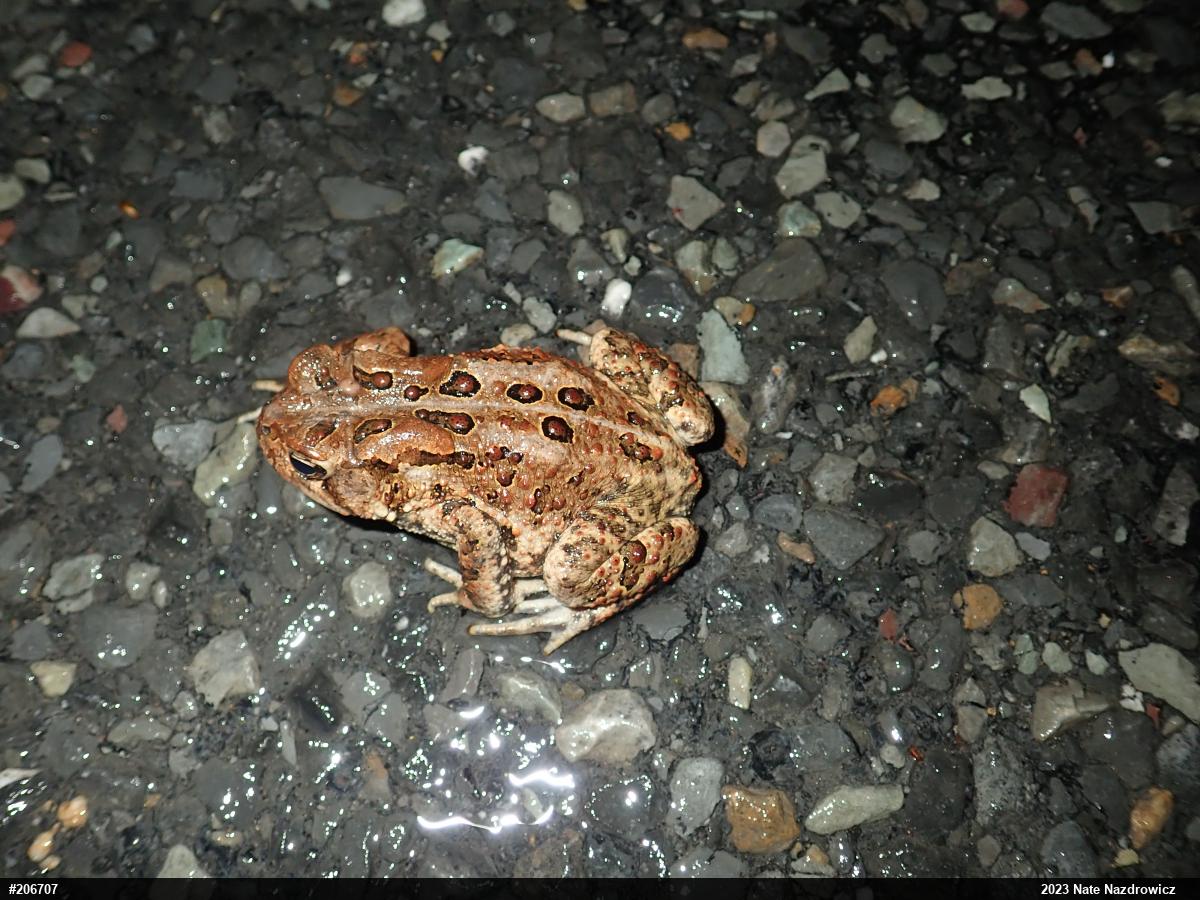 Eastern American Toad