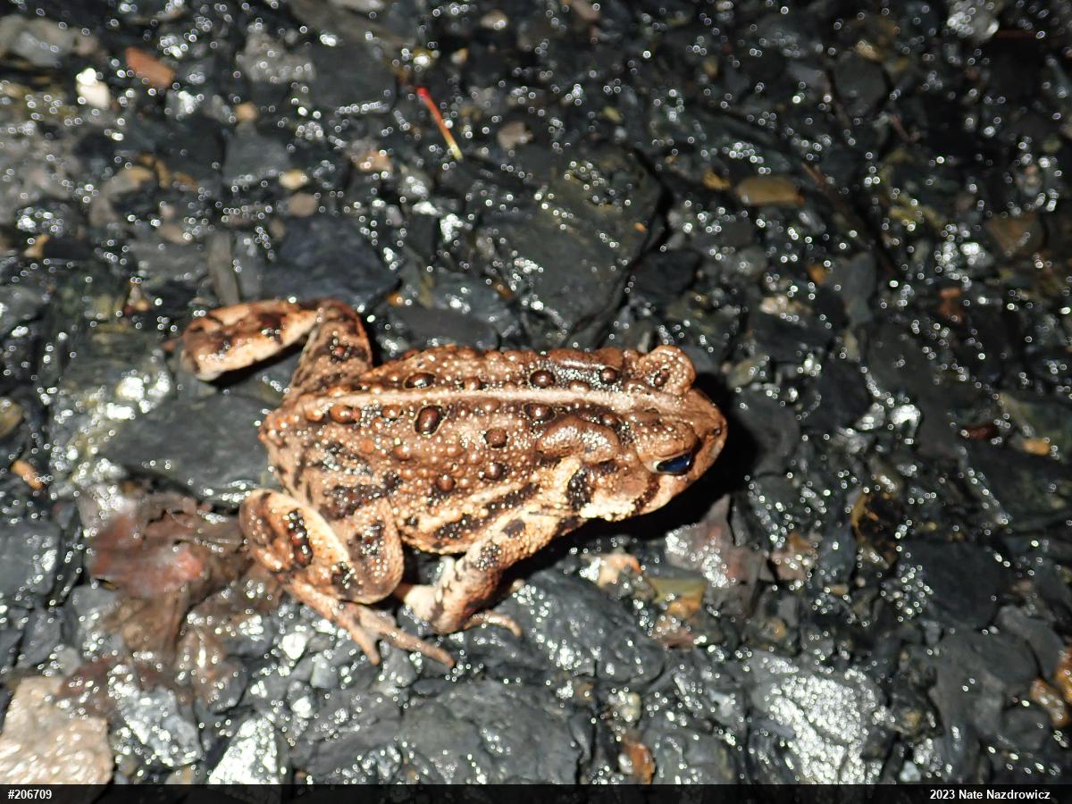 Eastern American Toad