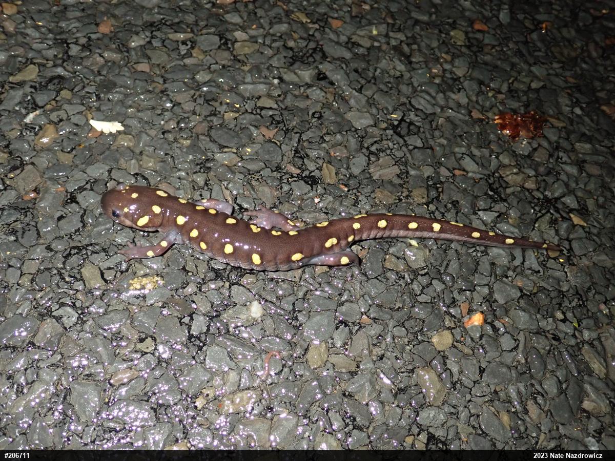 Spotted Salamander