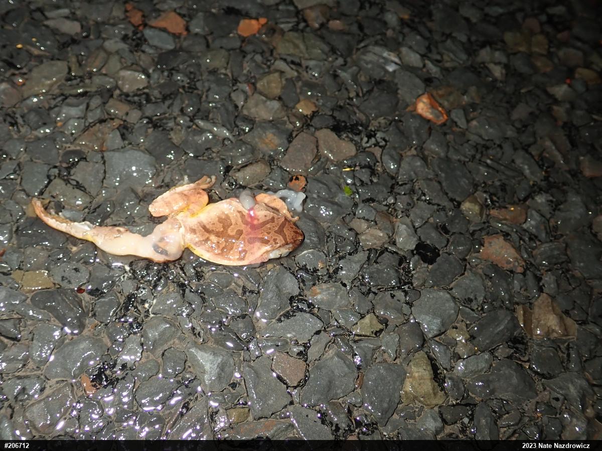 Spring Peeper