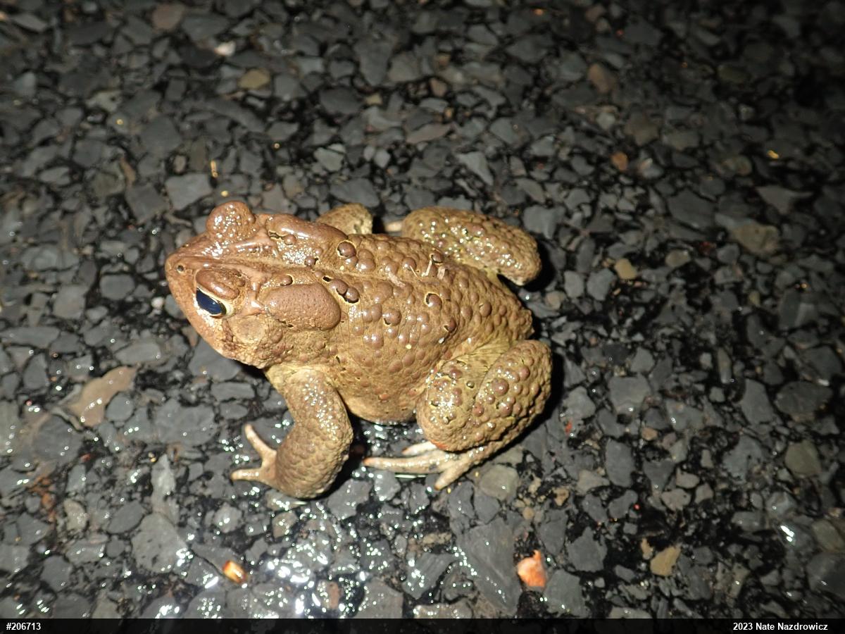 Eastern American Toad