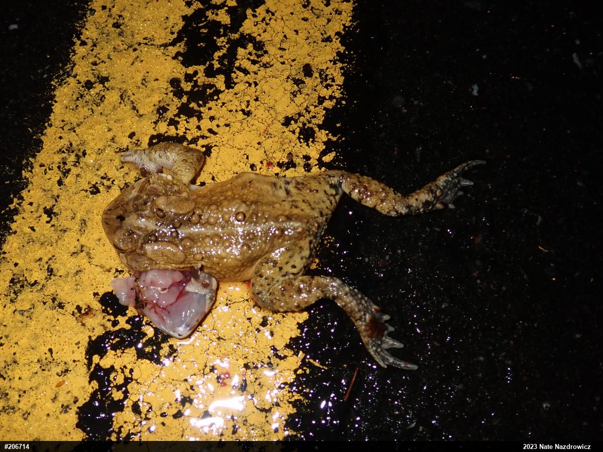 Eastern American Toad