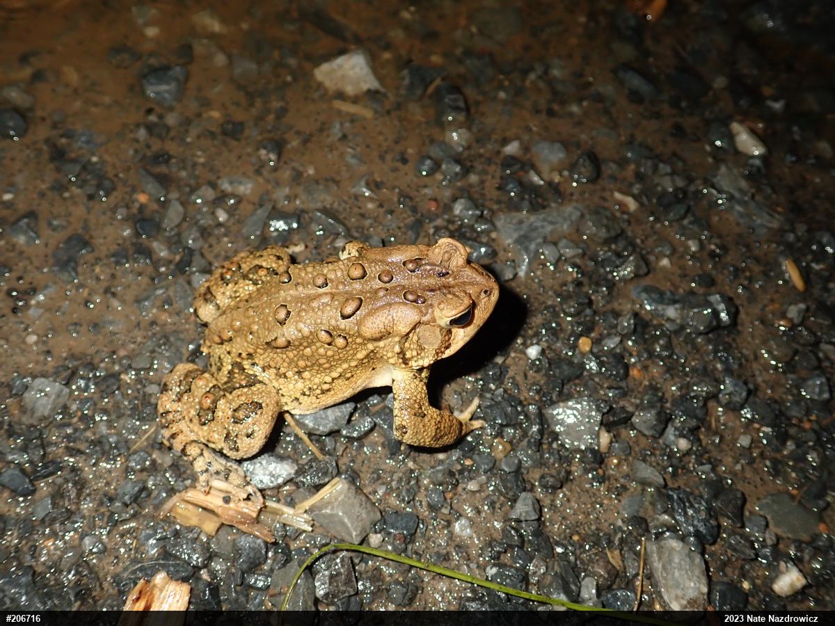 Eastern American Toad
