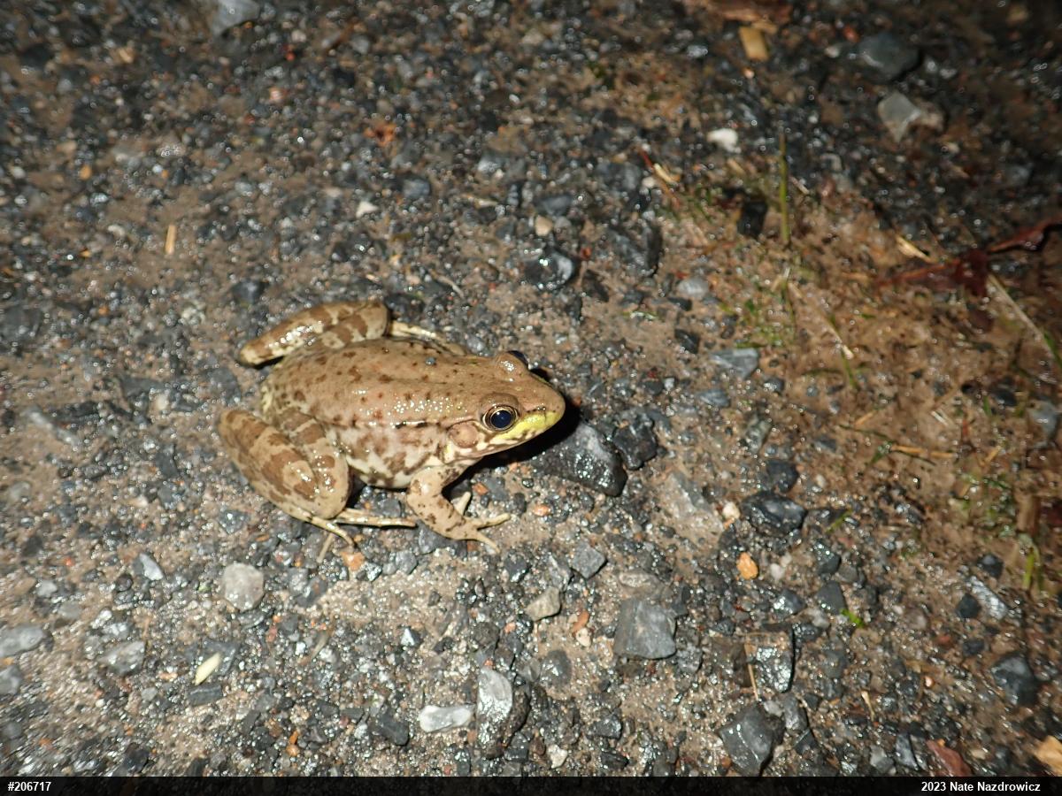 Green Frog