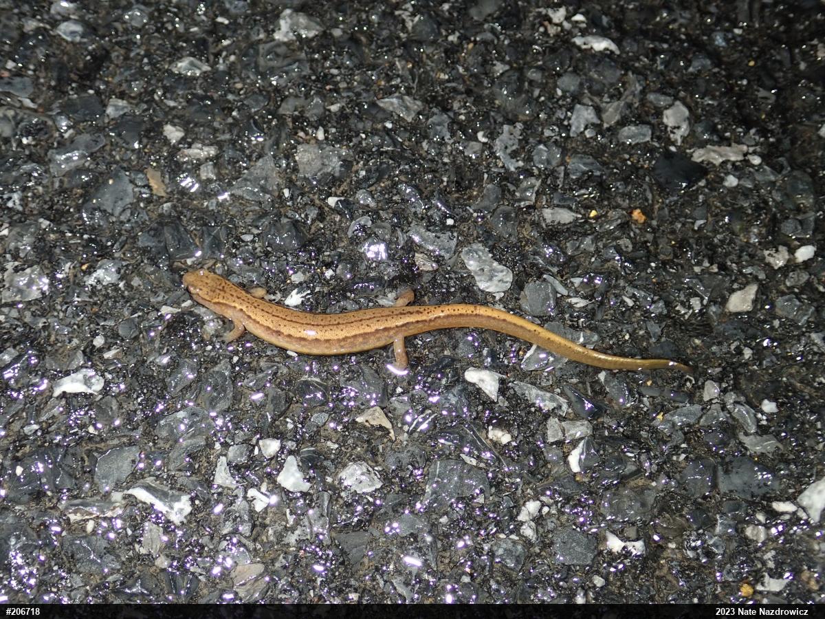 Northern Two-lined Salamander
