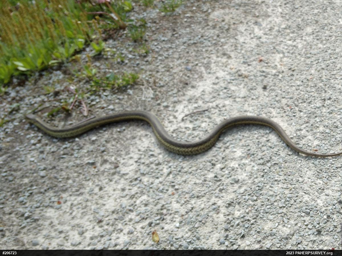 Eastern Gartersnake