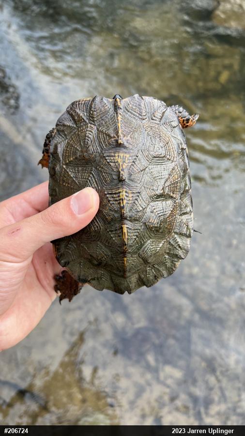 Wood Turtle