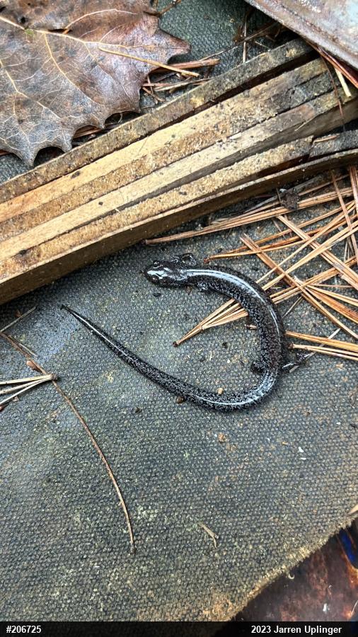 Valley And Ridge Salamander