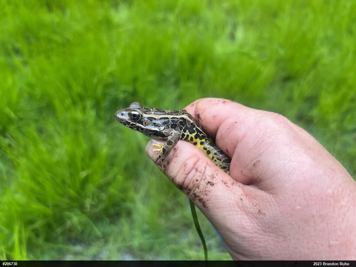 Pickerel Frog