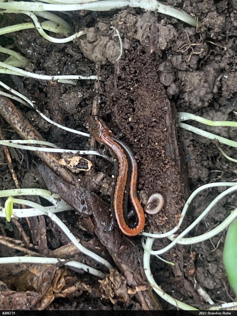 Eastern Red-backed  Salamander