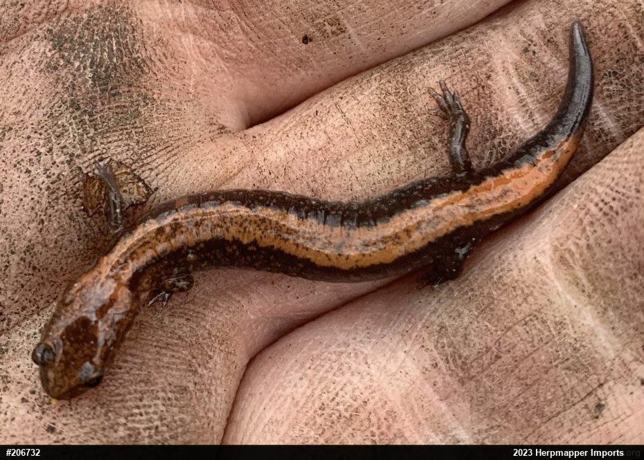 Eastern Red-backed  Salamander