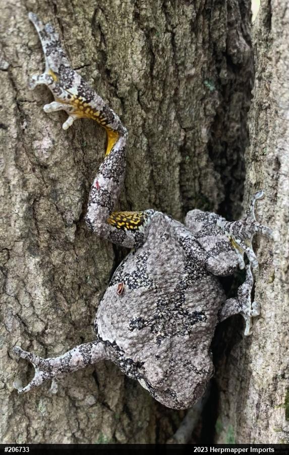 Unknown Gray Treefrog