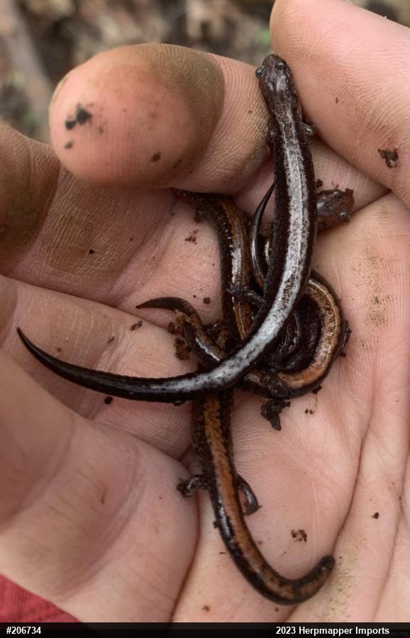 Eastern Red-backed  Salamander