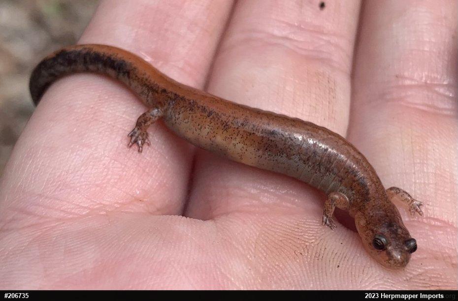 Eastern Red-backed  Salamander