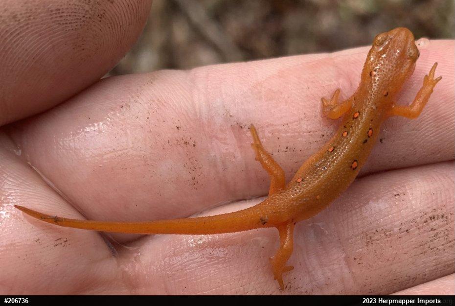 Red-spotted Newt