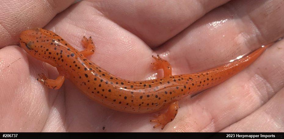 Northern Red Salamander