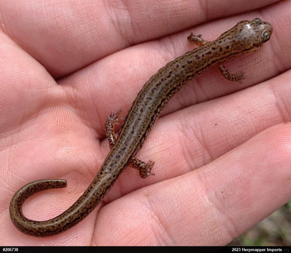 Northern Two-lined Salamander