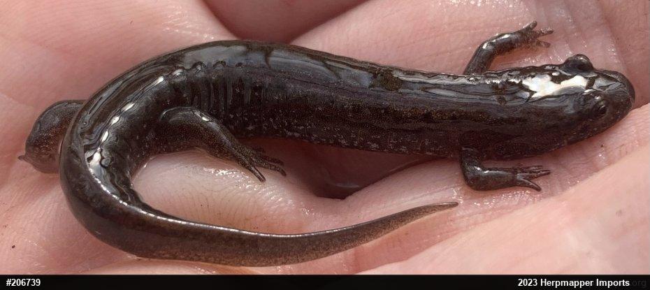Northern Dusky Salamander