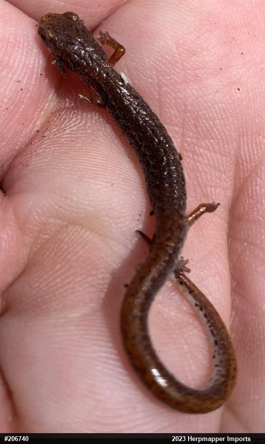 Four-toed Salamander