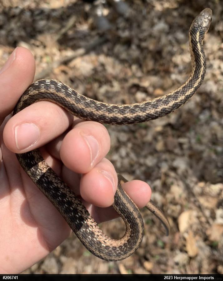 Eastern Gartersnake