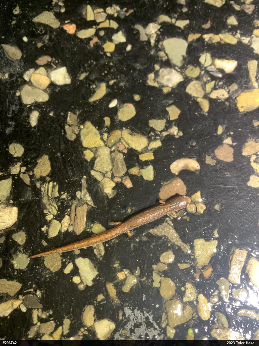 Four-toed Salamander