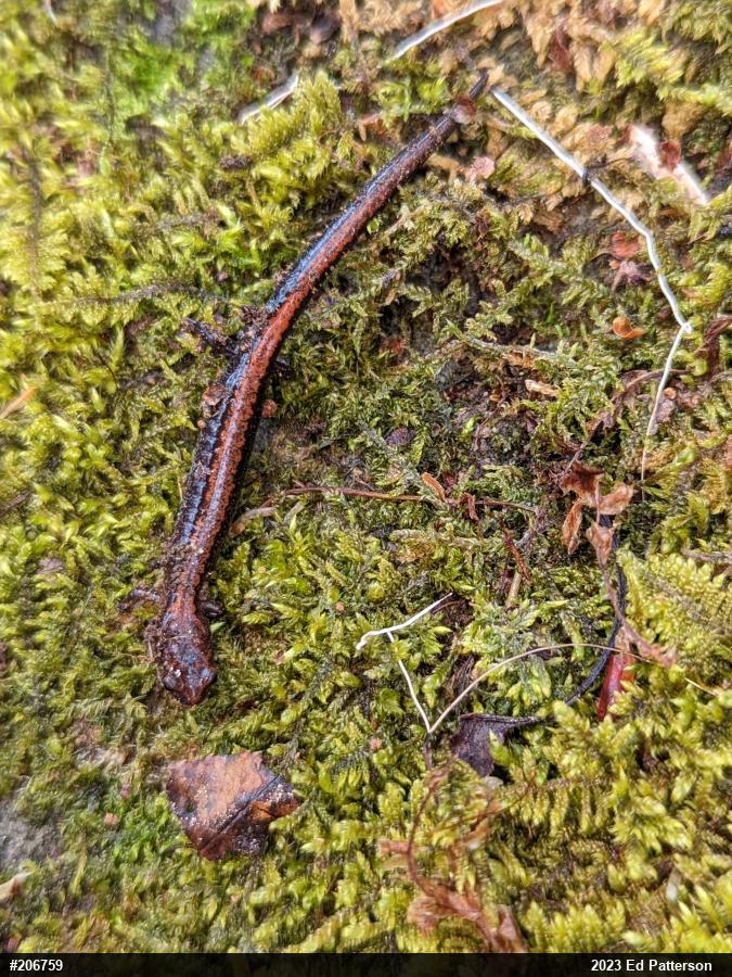 Eastern Red-backed  Salamander