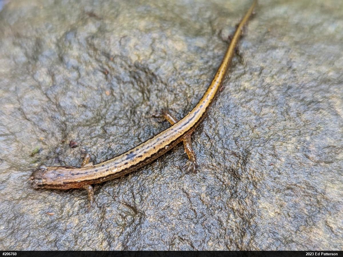 Northern Two-lined Salamander