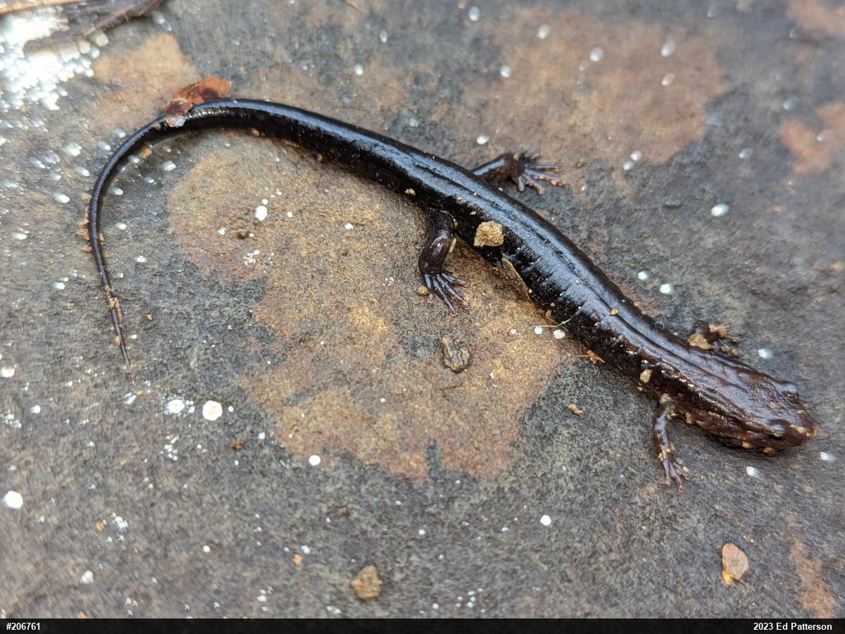 Allegheny Mountain Dusky Salamander