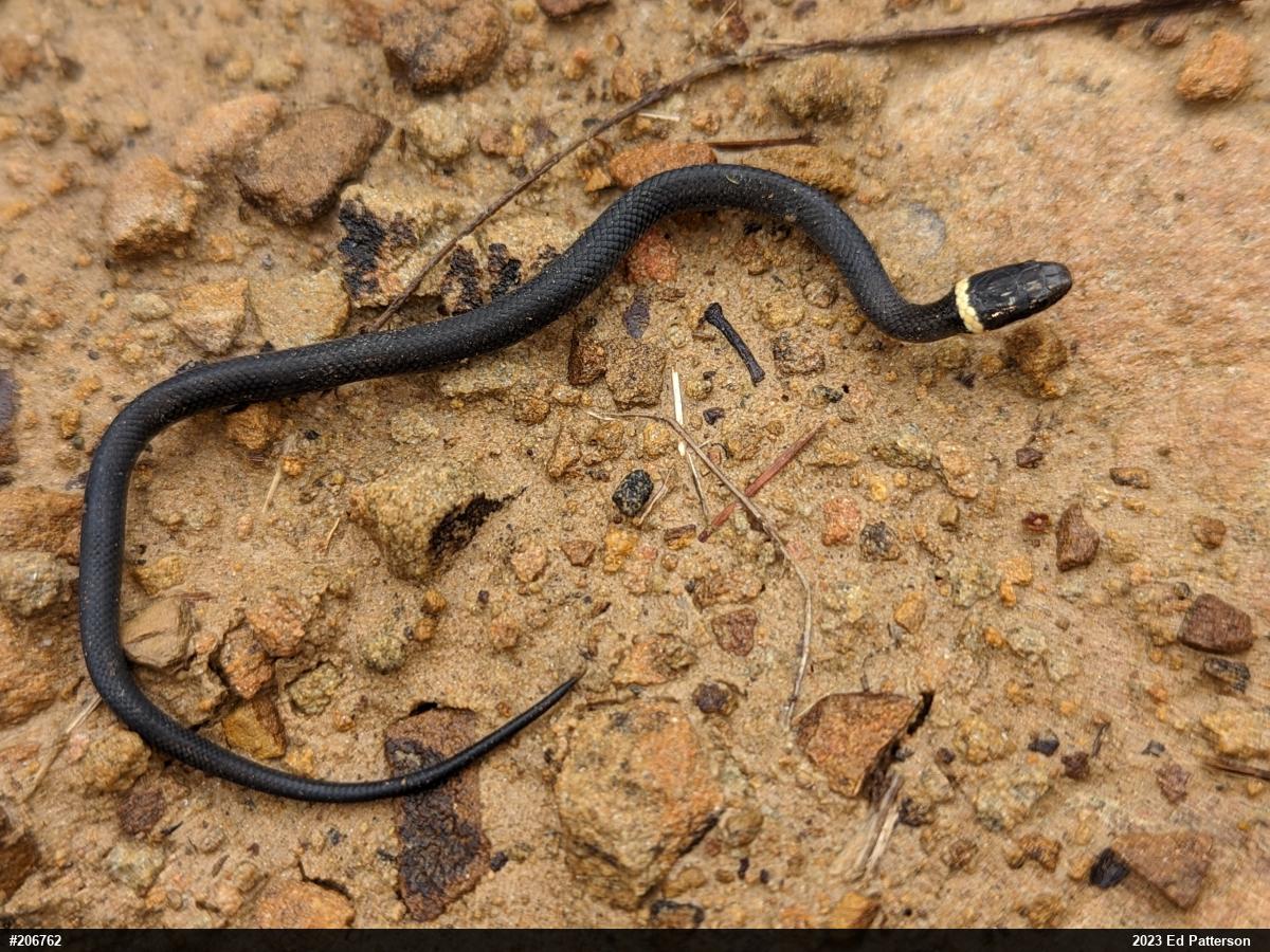 Northern Ring-necked Snake