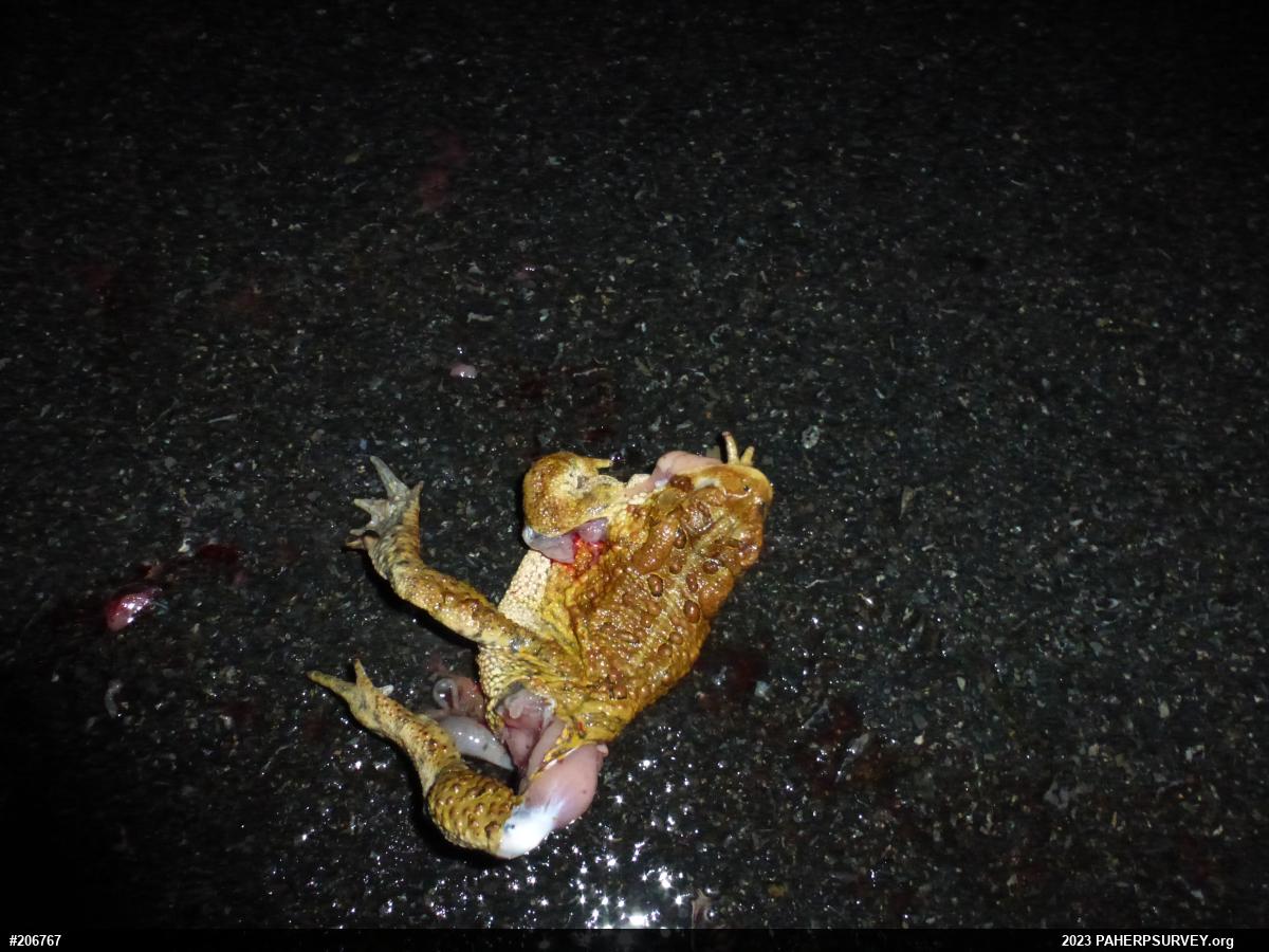 Eastern American Toad