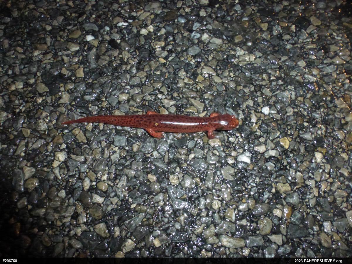 Northern Red Salamander