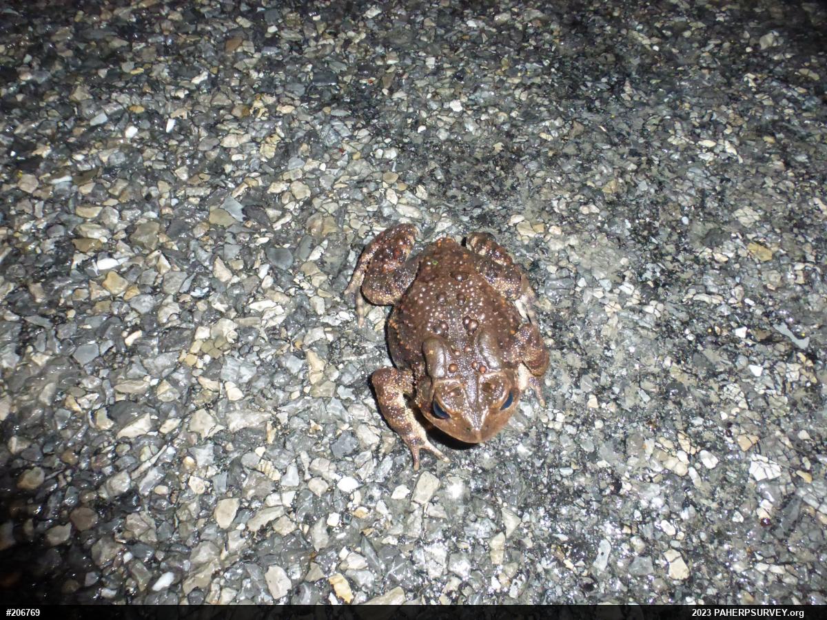 Eastern American Toad