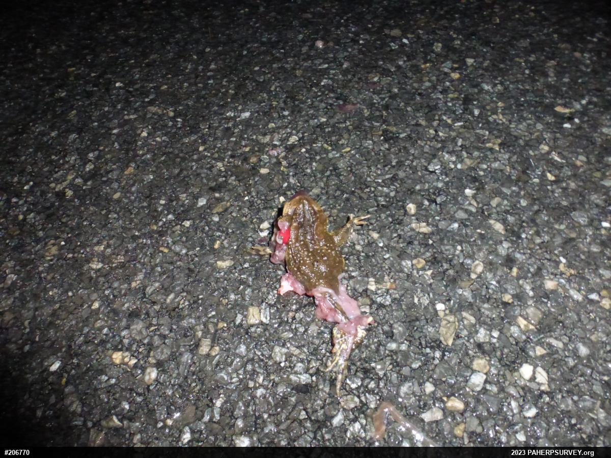 Eastern American Toad