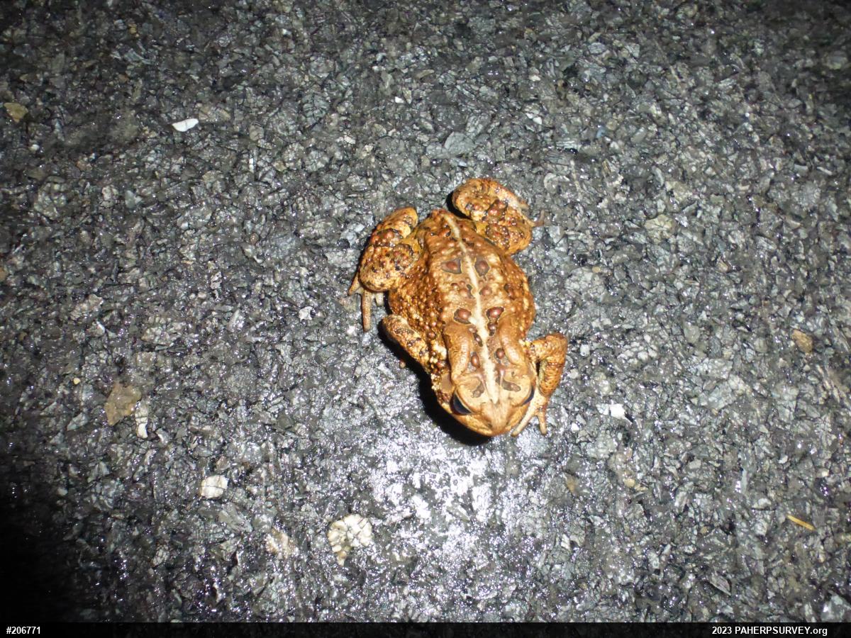 Eastern American Toad
