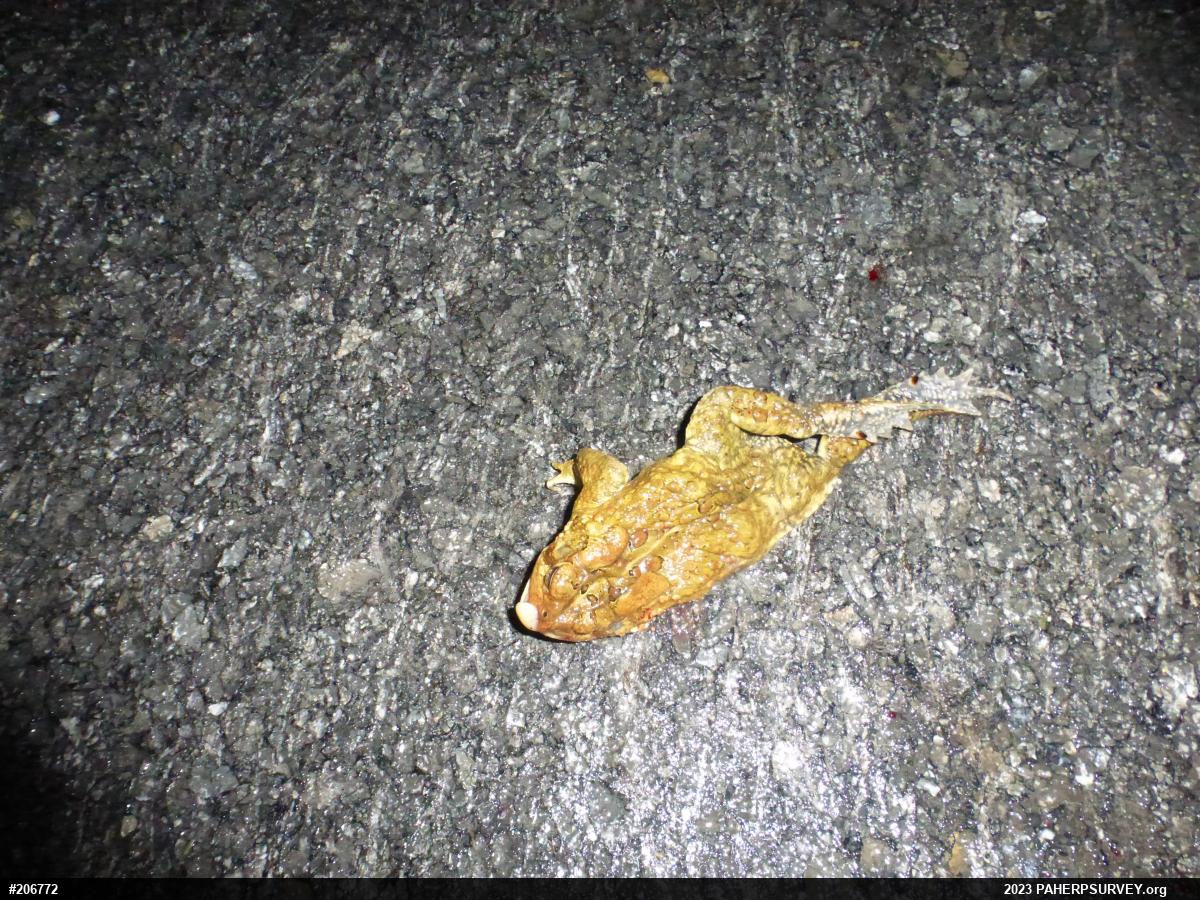 Eastern American Toad