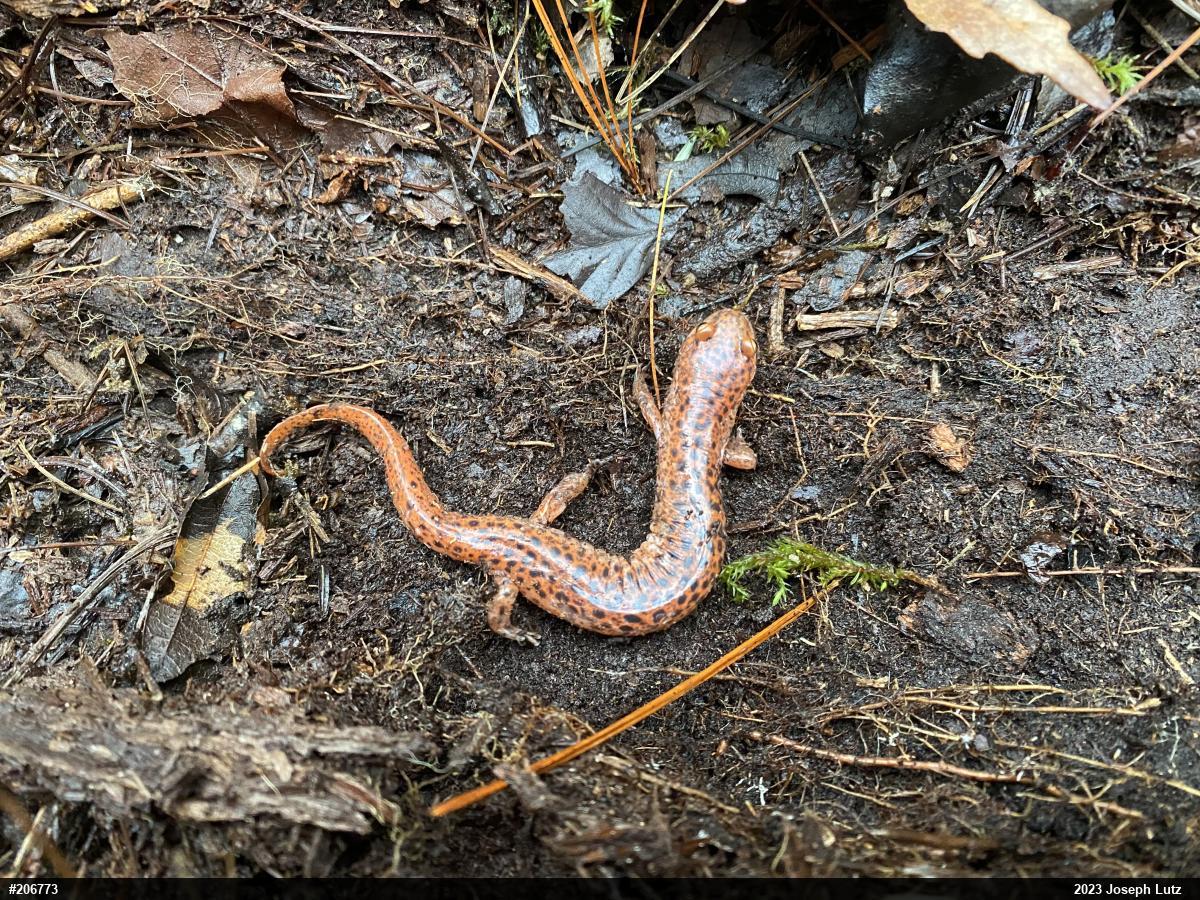 Northern Red Salamander