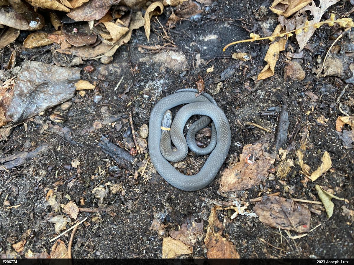 Northern Ring-necked Snake