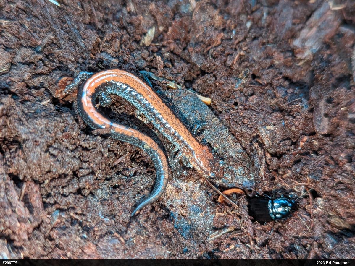Eastern Red-backed  Salamander