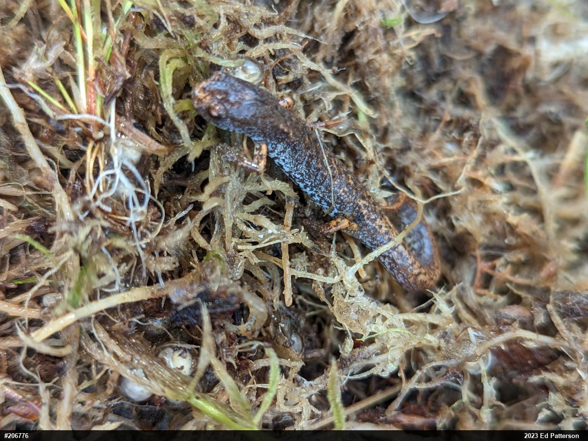 Four-toed Salamander