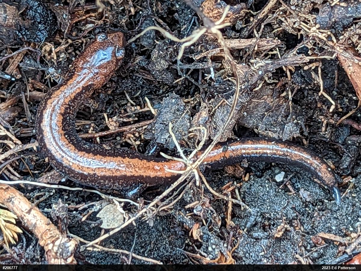 Eastern Red-backed  Salamander