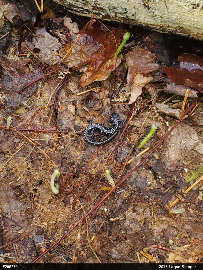 Northern Slimy Salamander