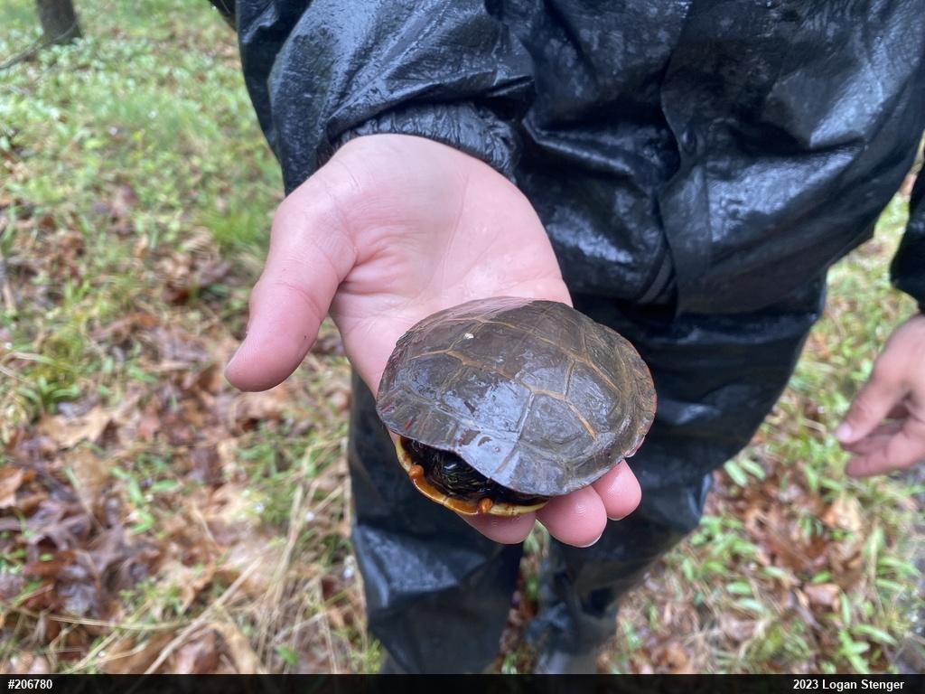 Painted Turtle