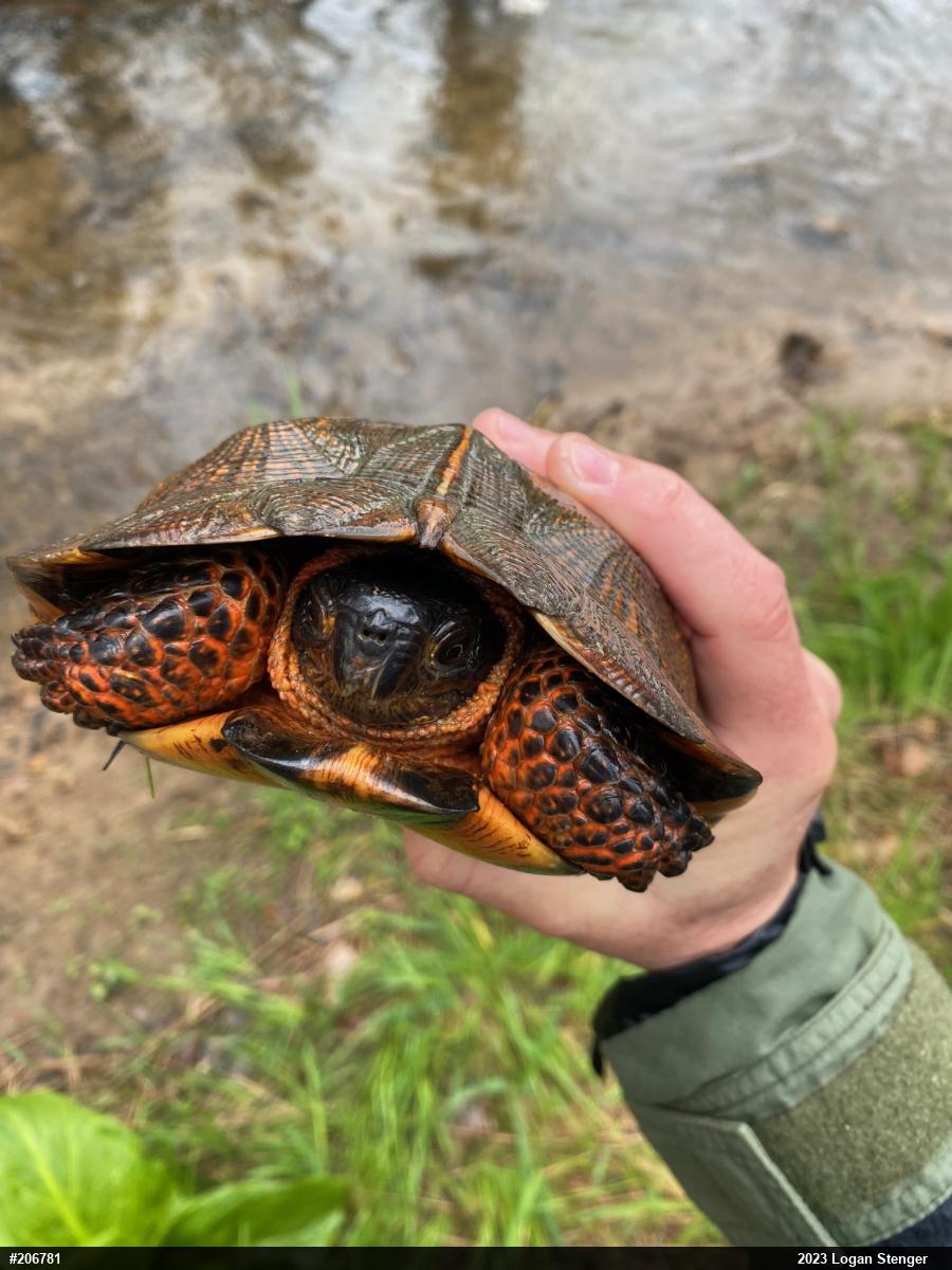 Wood Turtle