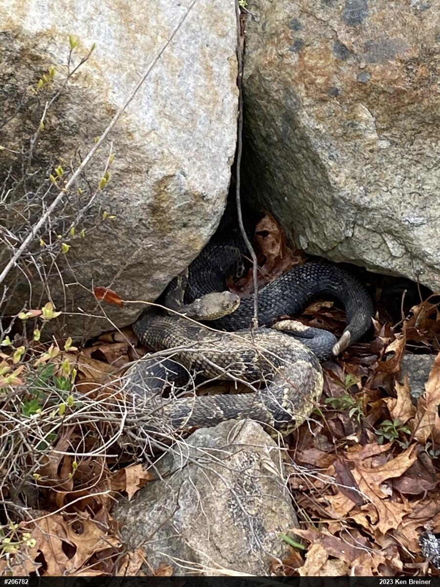 Timber Rattlesnake