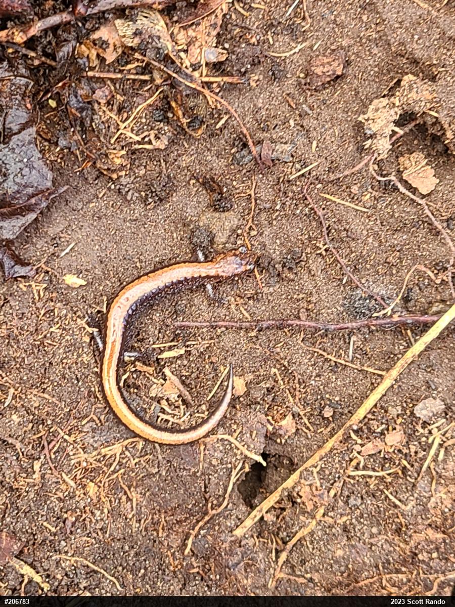 Eastern Red-backed  Salamander