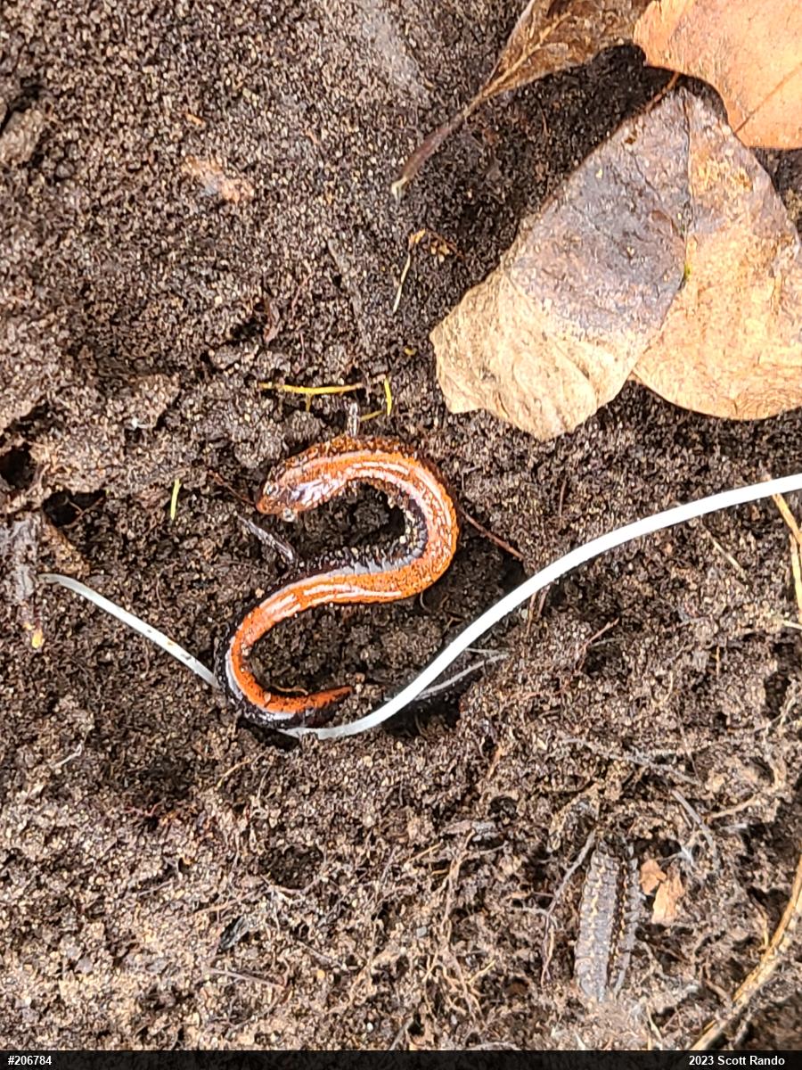 Eastern Red-backed  Salamander